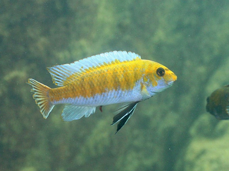 Labeotropheus trewavasae 'Gome'